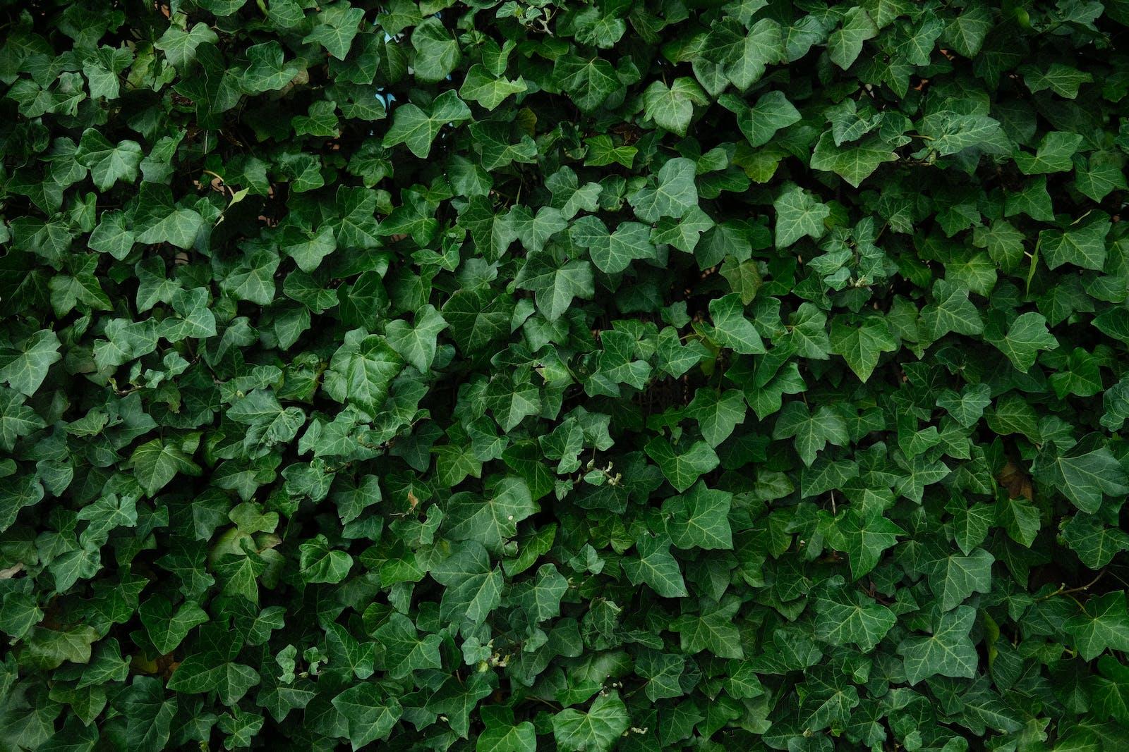 Pexels photo 12001366