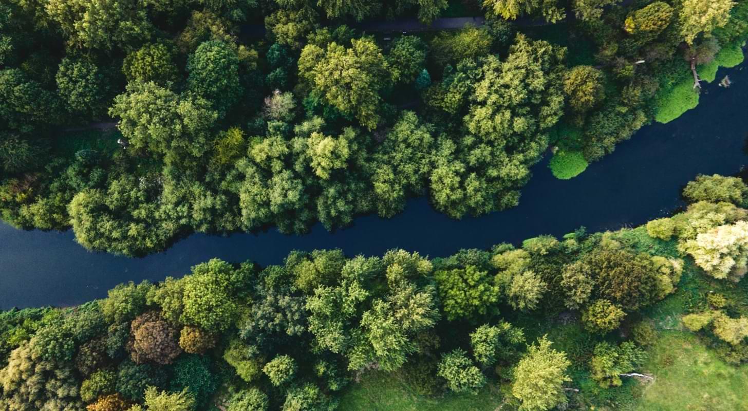 61dcdcc5c8725a6554416d9b first issue forest opt 2x