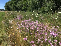 Terrevivante bande herbeuse