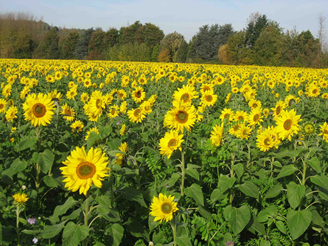 Terrevivante tournesol