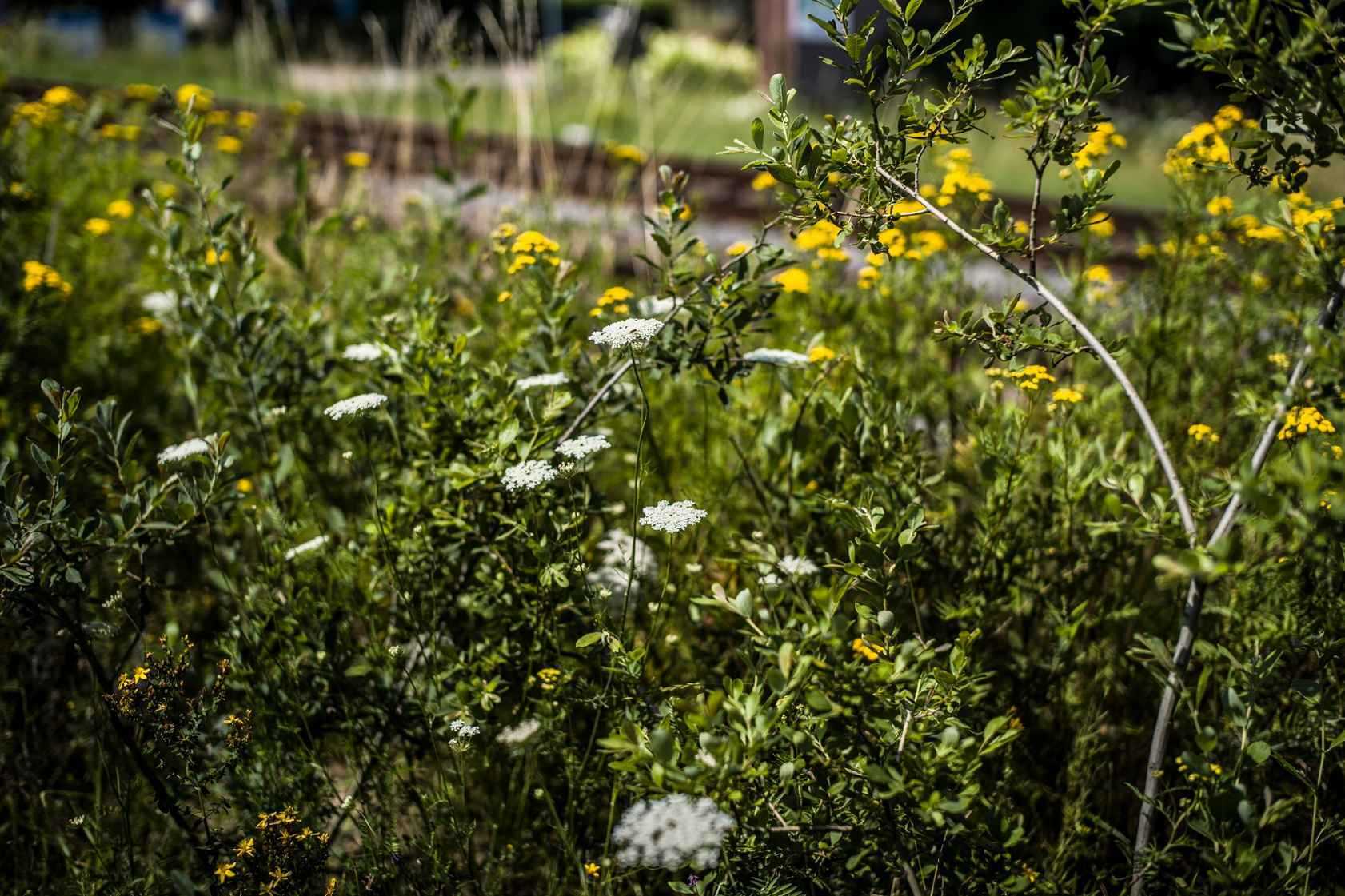 Triodoshippo inline Image Full Width 1