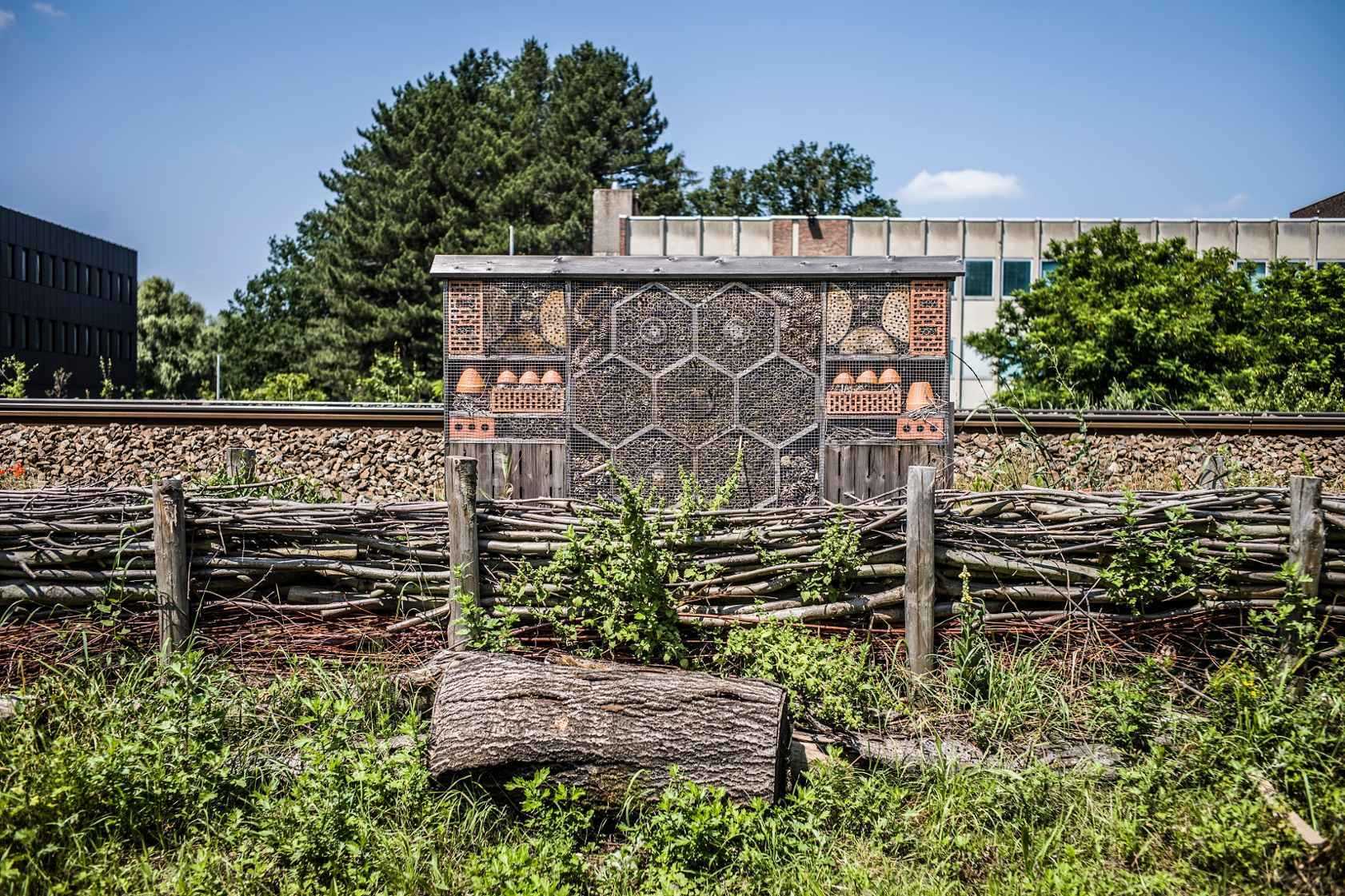 Triodoshippo inline Image Full Width